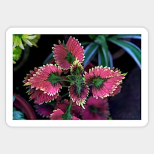 Red and Green Leaf Plant Sticker